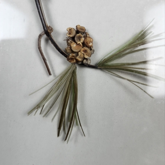 Framed White-Breasted Nuthatch Birds Featherwork Art Shadow Box Unsigned Vintage - Picture 5 of 9